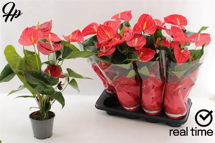 Antúrium Casparo Red črepník 14 cm