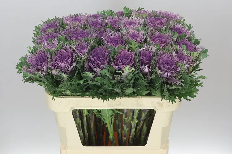 Okrasná kapusta Queen 70 cm