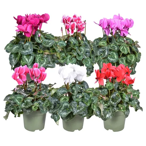 Cyclamen Gr Gemengd črepník 17 cm