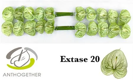 Anth Extase