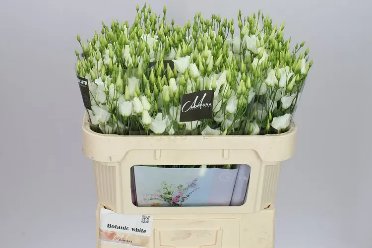 Eust En Botanic White 72 cm