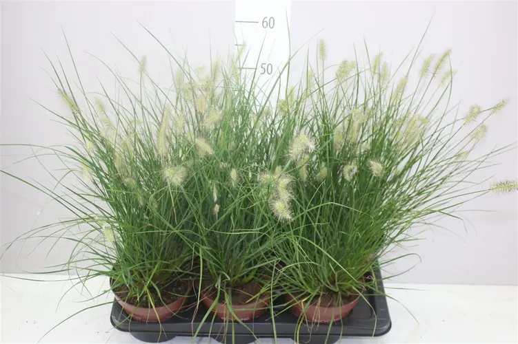Pennisetum Al Little Bunny črepník 17 cm