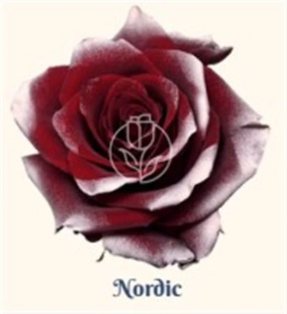 Ruža farbená Nordic, Ekvádor 50 cm