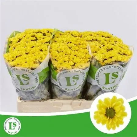 Sant Rossi Sunny 55 cm
