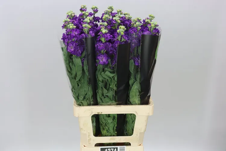 Matthiola Purple It. Imp 70 cm