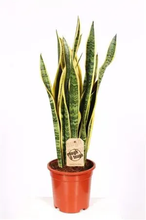 Sansevieria Laurentii črepník 17 cm