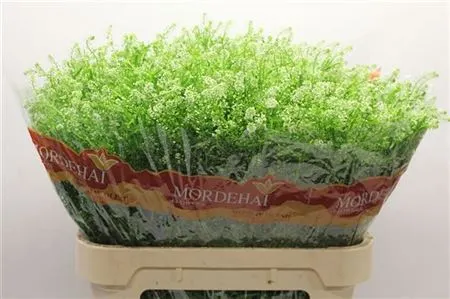 Thlaspi Green Bell 80 cm