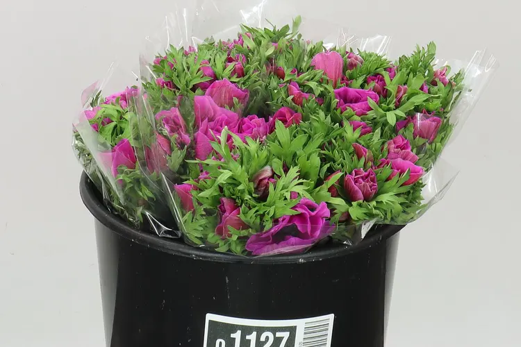 Anemonen Mistral Cerise 40 cm