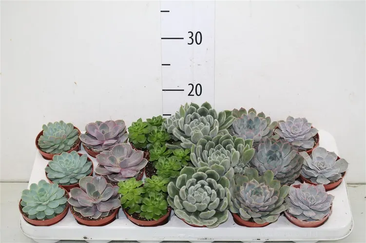 Echeveria mix črepník 8,5 cm