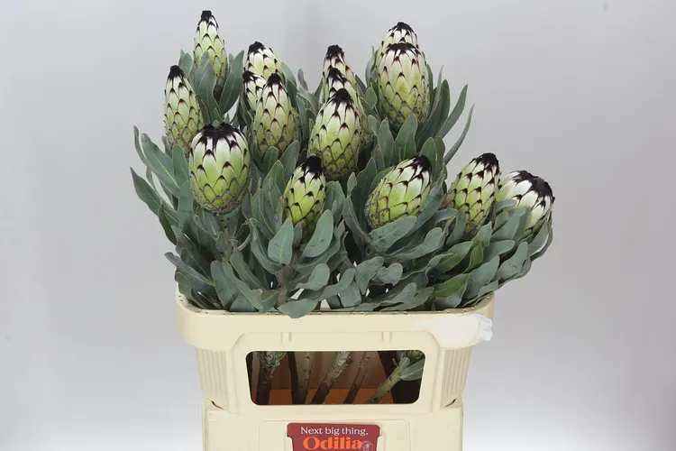 Protea Niobe 80 cm