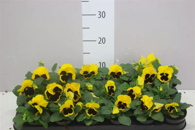 Viola Wi Delta F1 Yellow With Bloth črepník 9 cm
