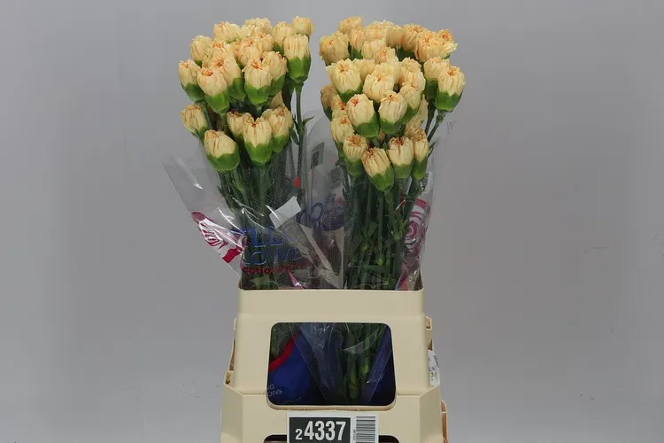 Di St Col. Gold 70 cm
