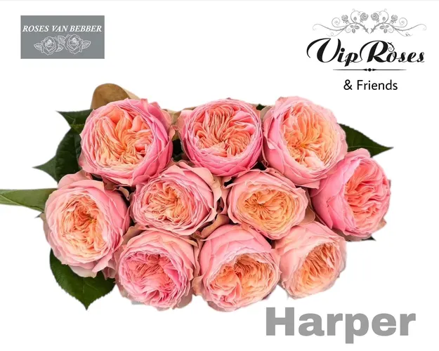 Ruža Harper! 60 cm