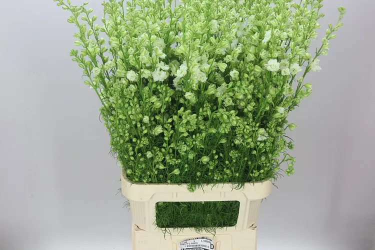 Stračonôžka Ajacis White 100 cm