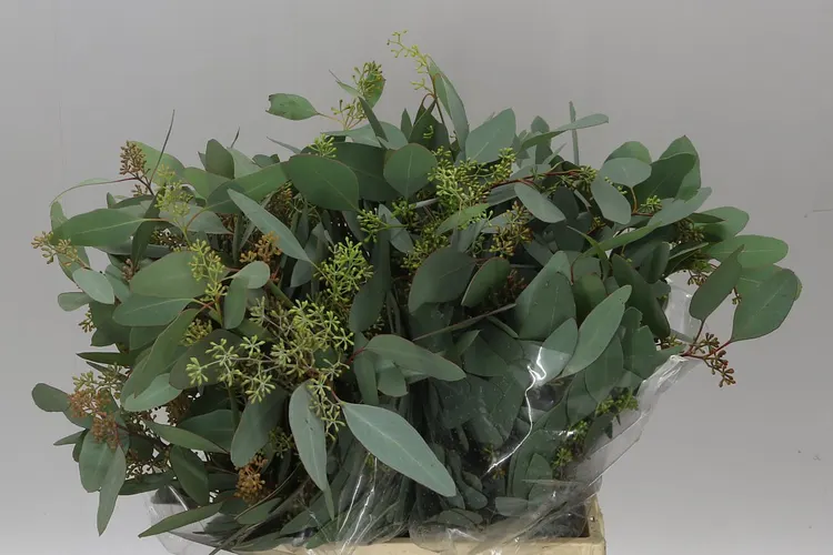 Populus Berries Short 55 cm