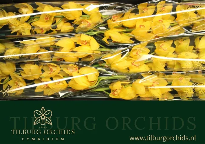 Orchidey (hlavný sklad)