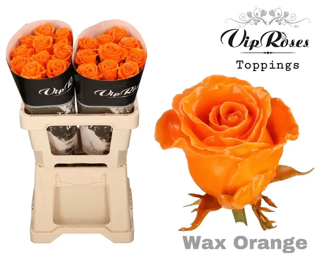 Ruža Wax Orange X20 70 cm