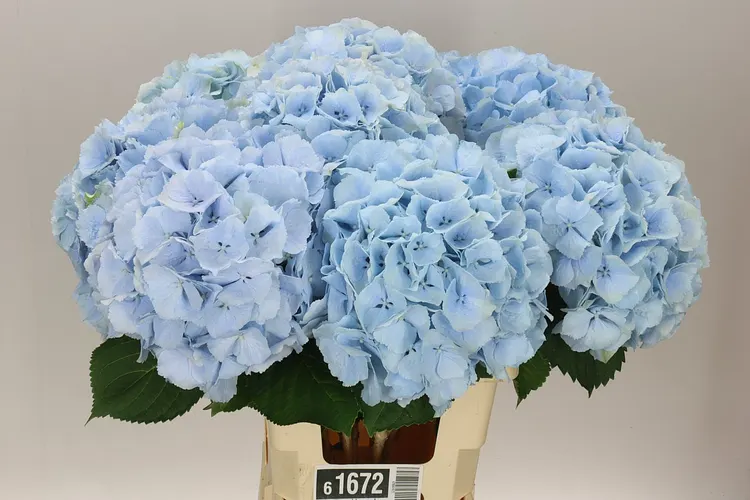 Hydrangea Verena Blue Pale 65 cm