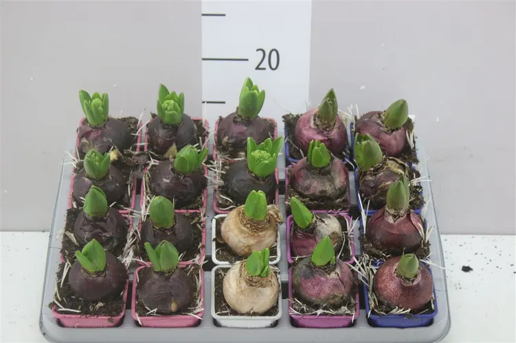 Hyacint mix 1pp črepník 7 cm