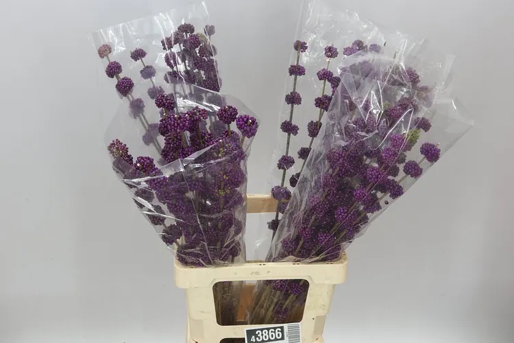 Callicarpa Gira 80 cm
