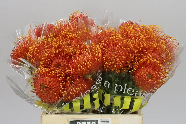 Leucospermum Gold Dust 40 cm