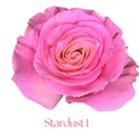 Ruža farbená Stardust 1, Ekvádor 50 cm
