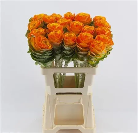 Brassica Painted Orange Yellow Glitter 60 cm