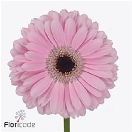 Gerbera Alison 45 cm