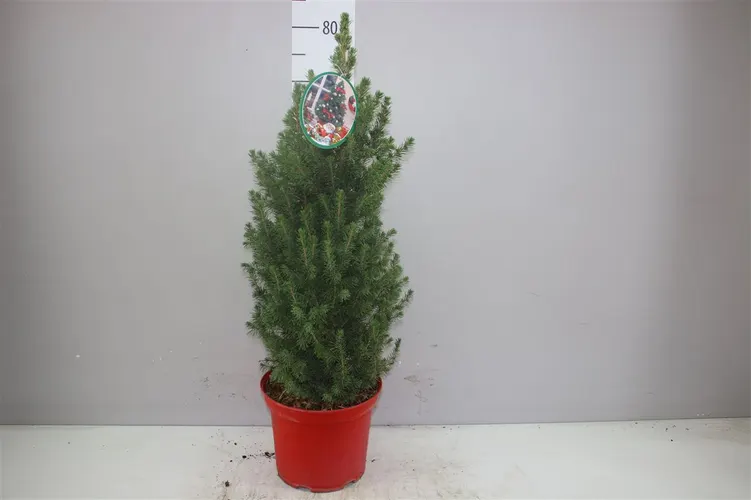 Picea Gl December Rode Ompot črepník 23 cm