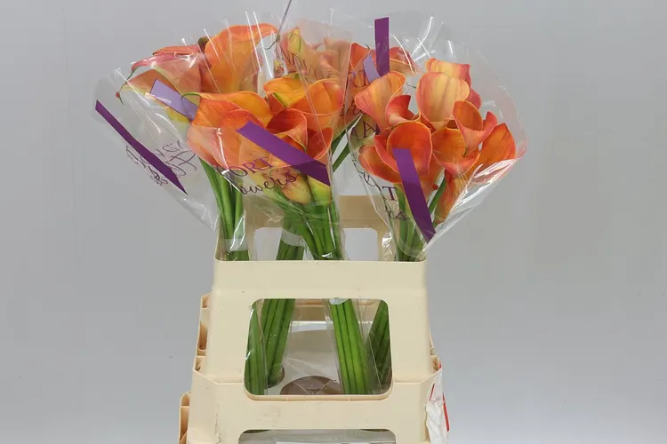 Zant Orange Pride 60 cm