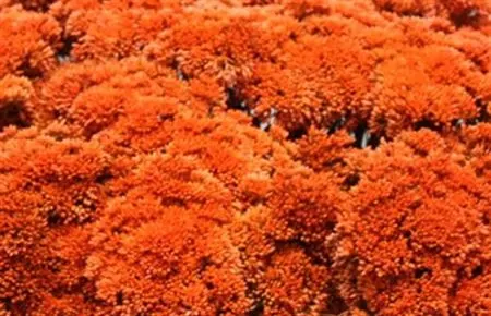 Sedum Painted Orange 55 cm