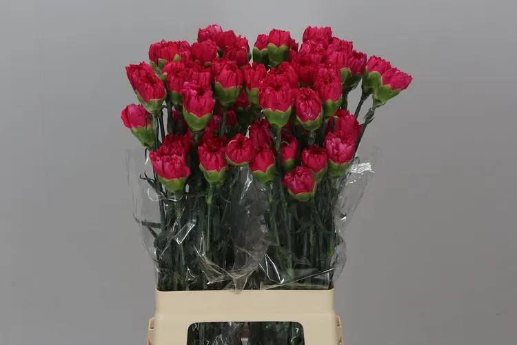 Di. St Cerise Box 70 cm