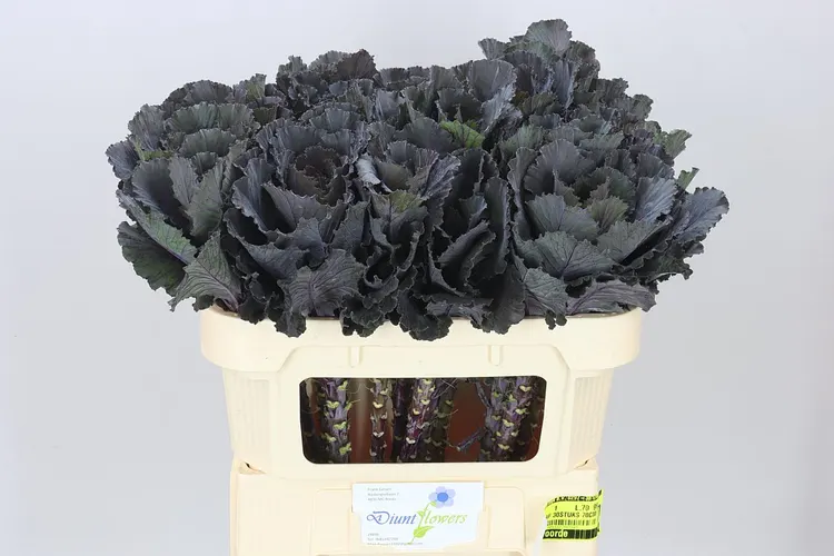 Okrasná kapusta Black Leaf 70 cm