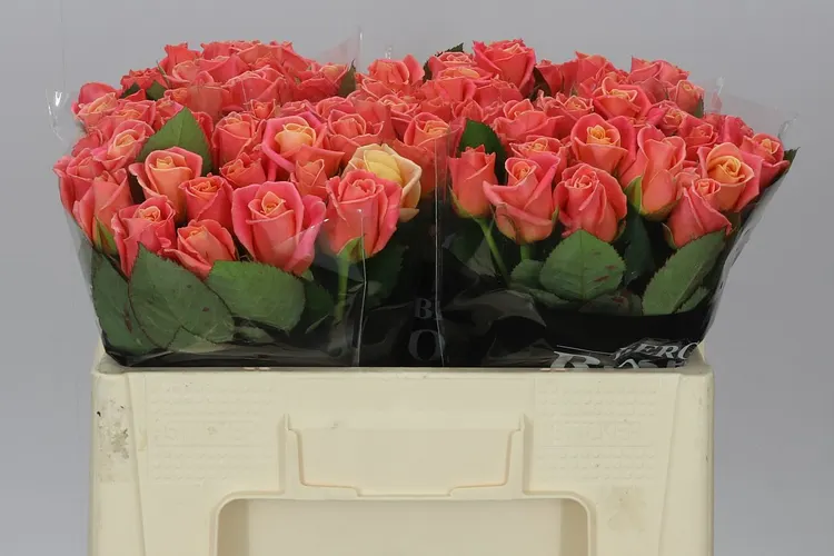 Rosa Gr Miss Piggy 50 cm