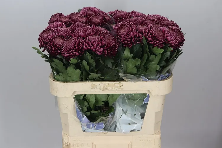 Chryzantéma veľkokvetá Bigoudi Purple 70 cm