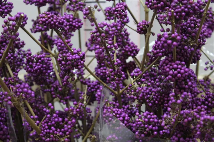 Callicarpa Bod Profusion 80 cm