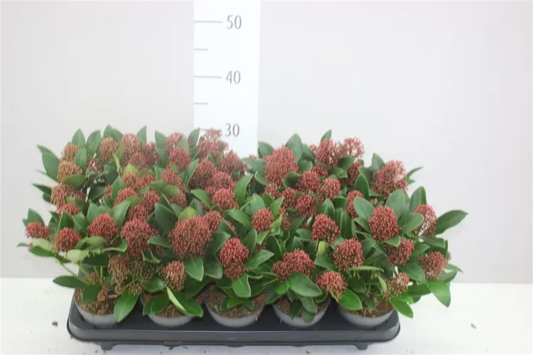 Skimmia Jap Rubella 7+ črepník 10,5 cm