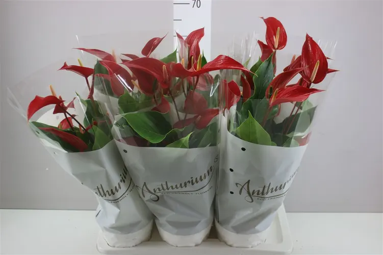 Antúrium Banderola Roja črepník 17 cm