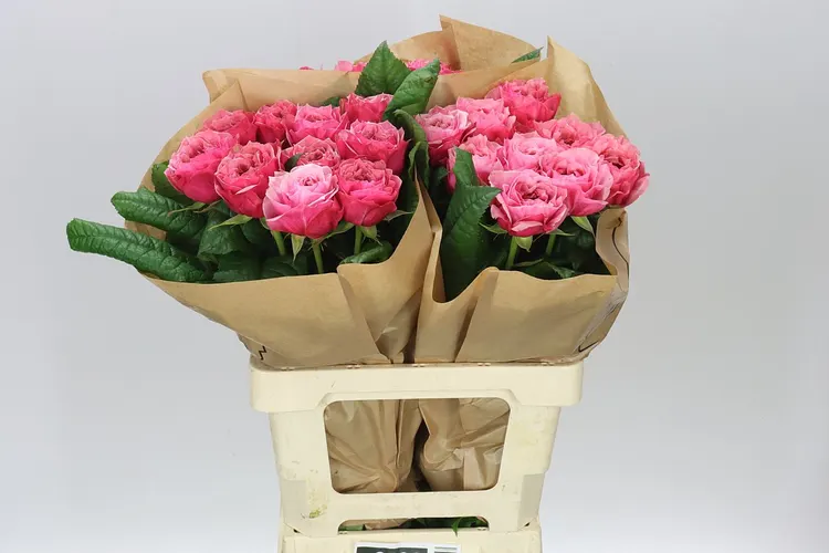 Rosa Gar Regents Park! 60 cm