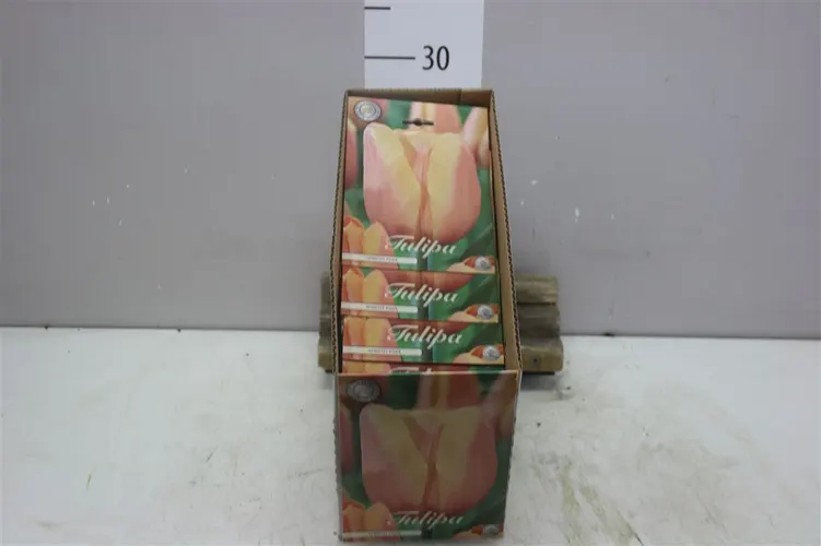 Bol Tulp Triumph Apricot Foxx X10
