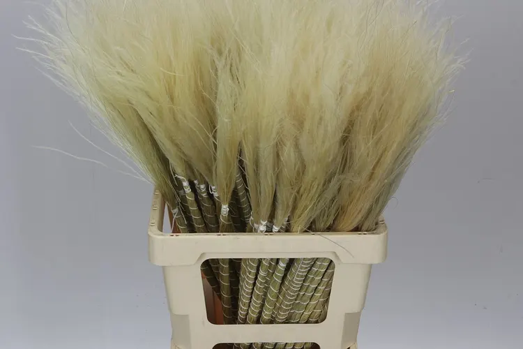 Stypha Natural 60 cm