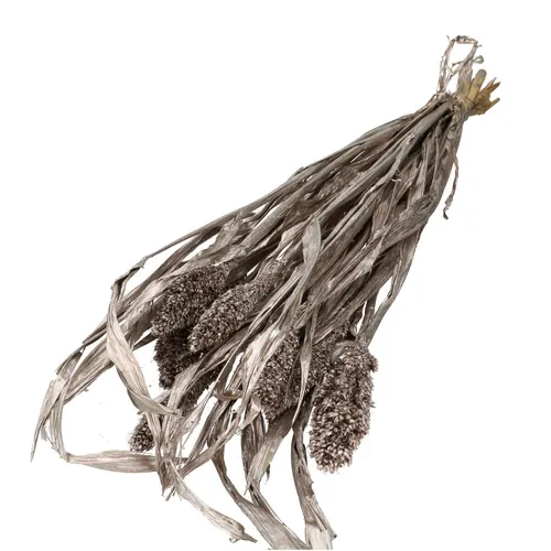 Sušený kvet Sorghum šampanská 70 cm