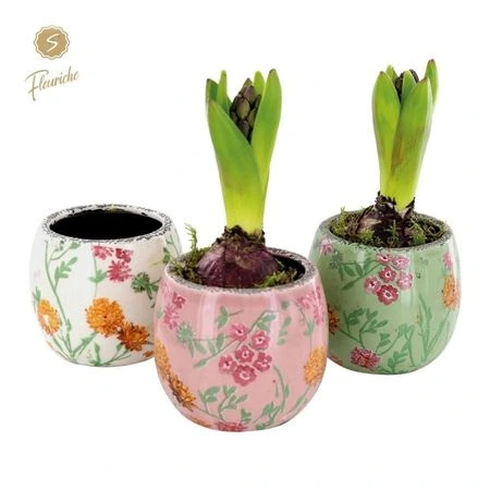Hyacinth mix 1601 Early Springtime 1pp črepník 11 cm
