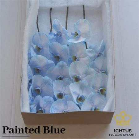 Orchidea Phalaenopsis farbená Blue X25