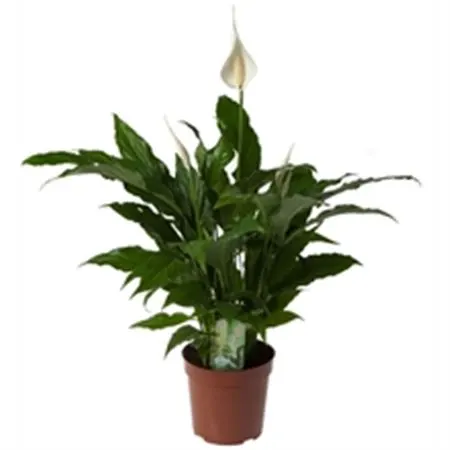 Spathiphyllum Sweet Chico črepník 13 cm