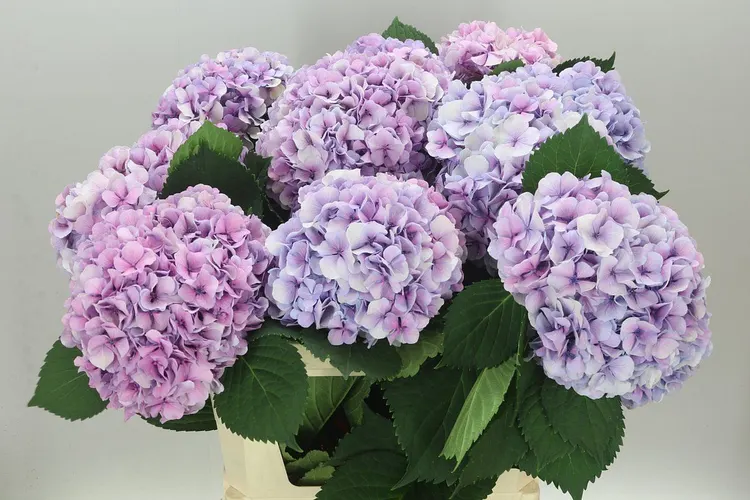 Hyd Grandeu Lilac 80 cm