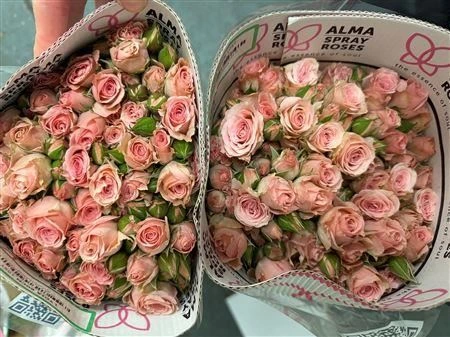 Ruža trsová Lydia, Ekvádor 40 cm