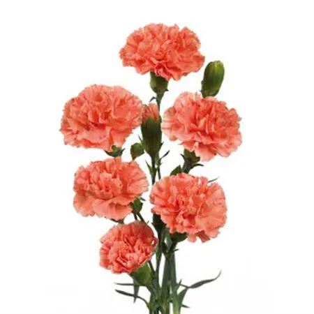 Di. Tr Orange Box 65 cm
