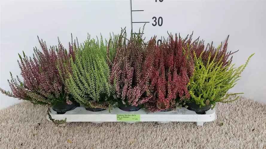 Calluna G.girls Lila črepník 11 cm