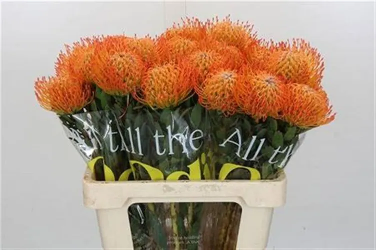 Leucospermum Ayoba Sun 60 cm